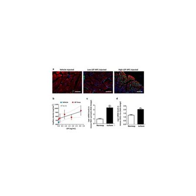 Scientists say that the process of new vessels forming can be turned into disease preventing.